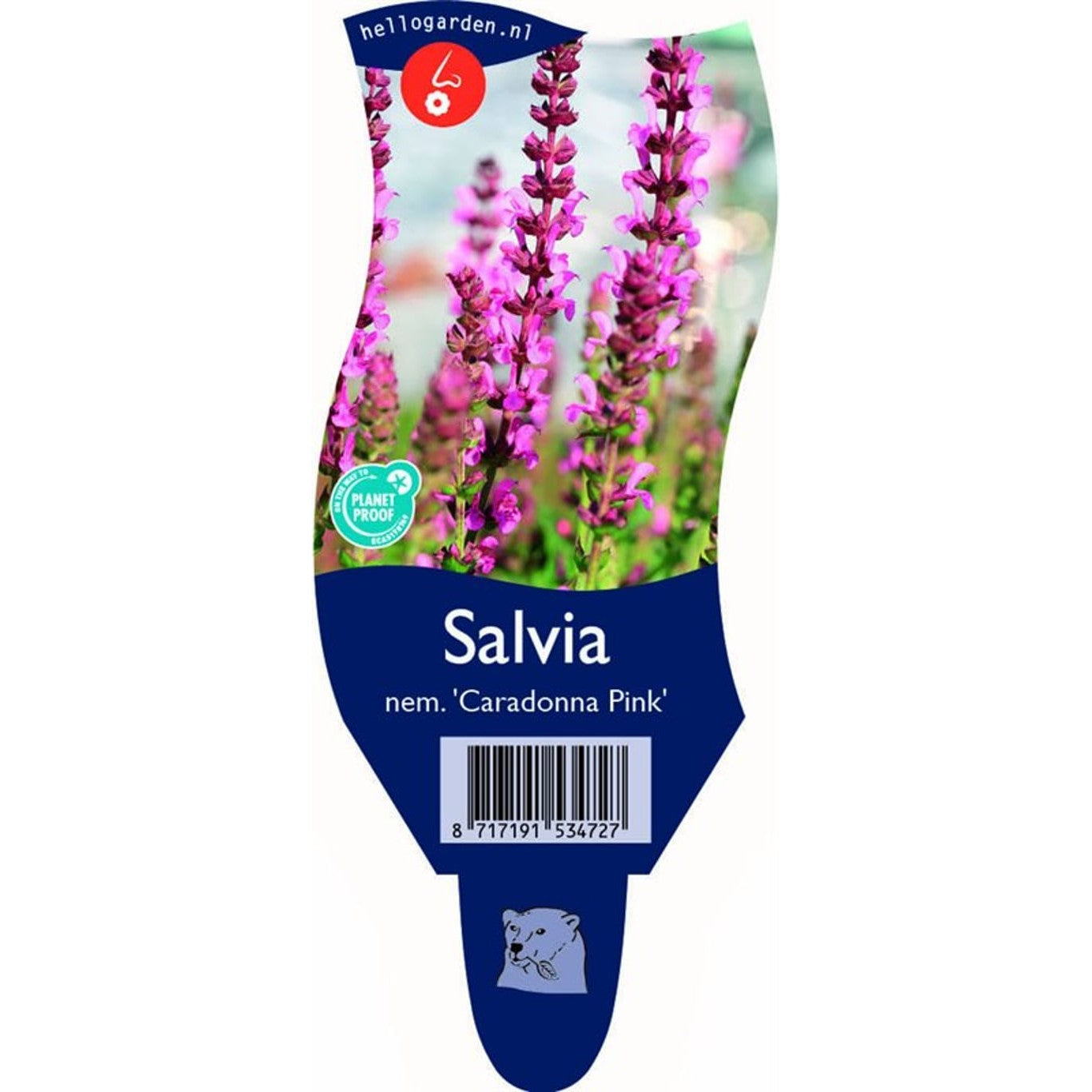 Stäppsalvia – Salvia nemorosa 'Caradonna Pink Inspiration' - P11